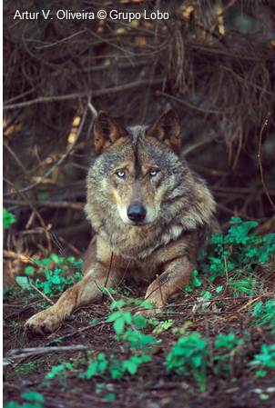 Caminhada para Ajudar o LOBO IBÉRICO